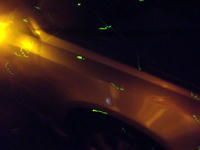 gazou110621-4nj.jpg