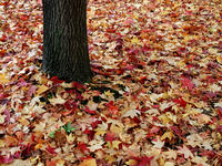 kouyou111107-2nj.jpg