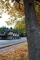 kouyou111107-3.jpg