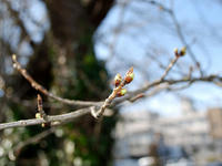 satuei120329-3nj.jpg