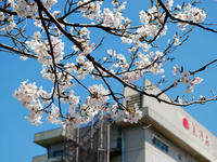 sakura120418-1nj.jpg