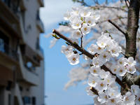 sakura120418-4nj.jpg