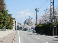 sakura120418-5nj.jpg