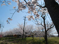 sakura120418-6nj.jpg