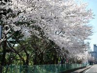 sakura120418-7nj.jpg