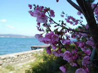 sakura120418-9nj.jpg
