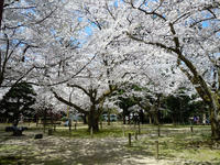 sakura120420-1nj.jpg