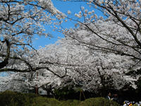 sakura120420-2nj.jpg