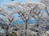 sakura120420-3nj.jpg