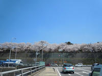 sakura120420-4nj.jpg