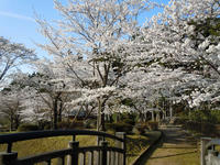 sakura120420-6nj.jpg