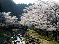 sakura120420-7nj.jpg