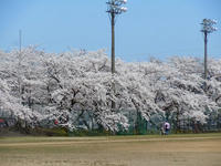sakura120421-8nj.jpg