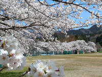 sakura120420-9nj.jpg