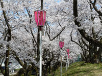 sakura120421-10nj.jpg