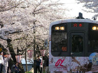 sakuraeki120427-2nj.jpg