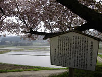 sakura120428-1nj.jpg