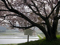 sakura120428-2nj.jpg