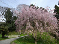 sakura120428-3nj.jpg