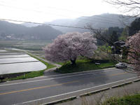 sakura120428-4nj.jpg