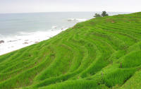senmaida-b.jpg