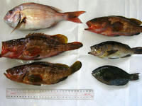 notosakana120903nj.jpg