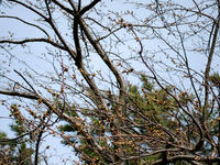 gazou130401-1nj.jpg