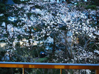 gazou130410nj.jpg
