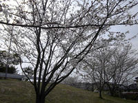 sakura130414-1nj.jpg