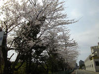 sakura130414-2nj.jpg