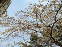 sakura130414-3nj.jpg