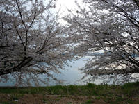 notojima-sakura-1nj.jpg