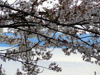 notojima-sakura-2nj.jpg