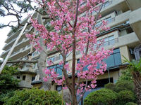 sakura-2nj.jpg