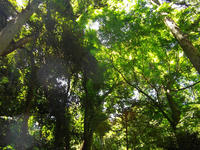 ketataisya-1nj.jpg