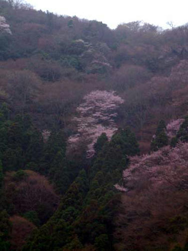 花霞