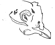 鶏頭