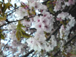 100417_sakura.jpg