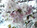 100417_sakura2.jpg