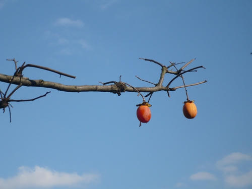 P1020180.JPG