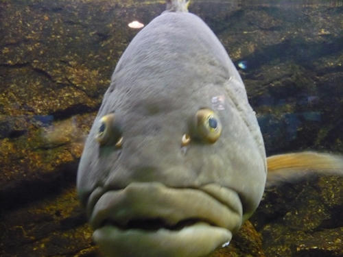 P1000085.JPG