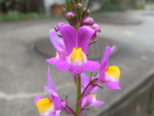 RIMG0077.JPG