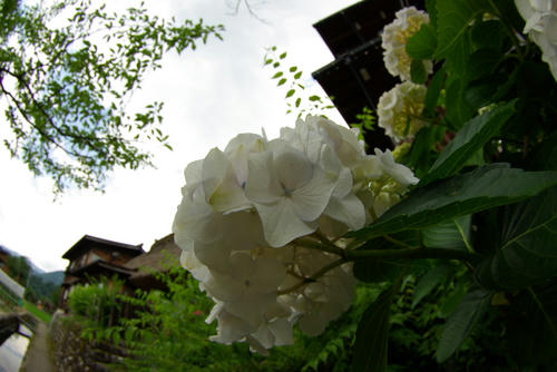 IMGP0197.jpg