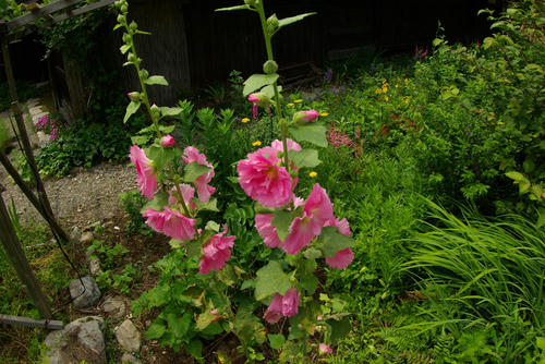 IMGP0313.jpg