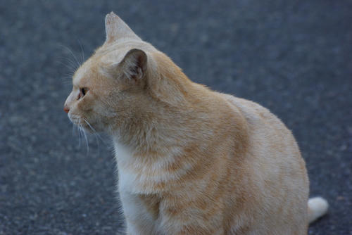 IMGP0456.jpg