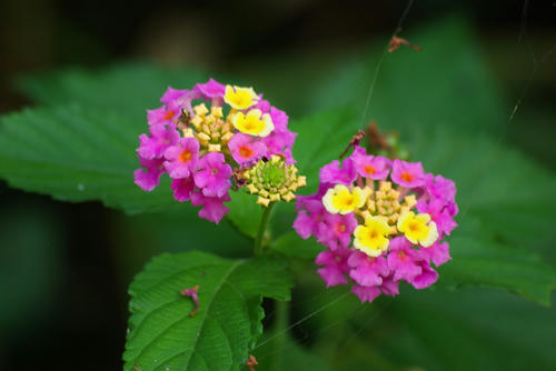 IMGP0420.jpg