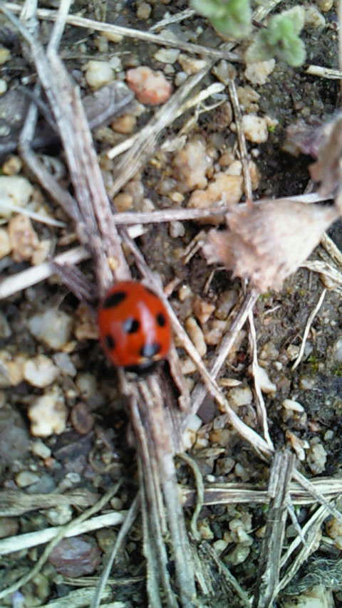 201003131155000.jpg