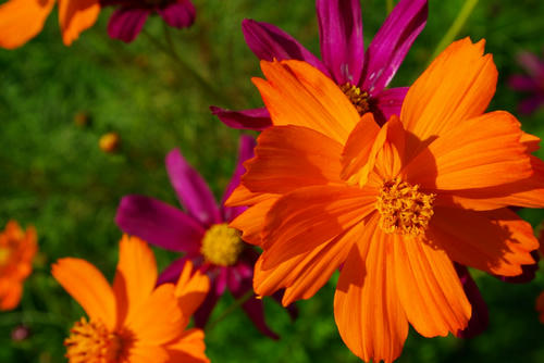 IMGP0319.JPG