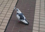 hato2.jpg