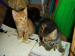 20040604.jpg